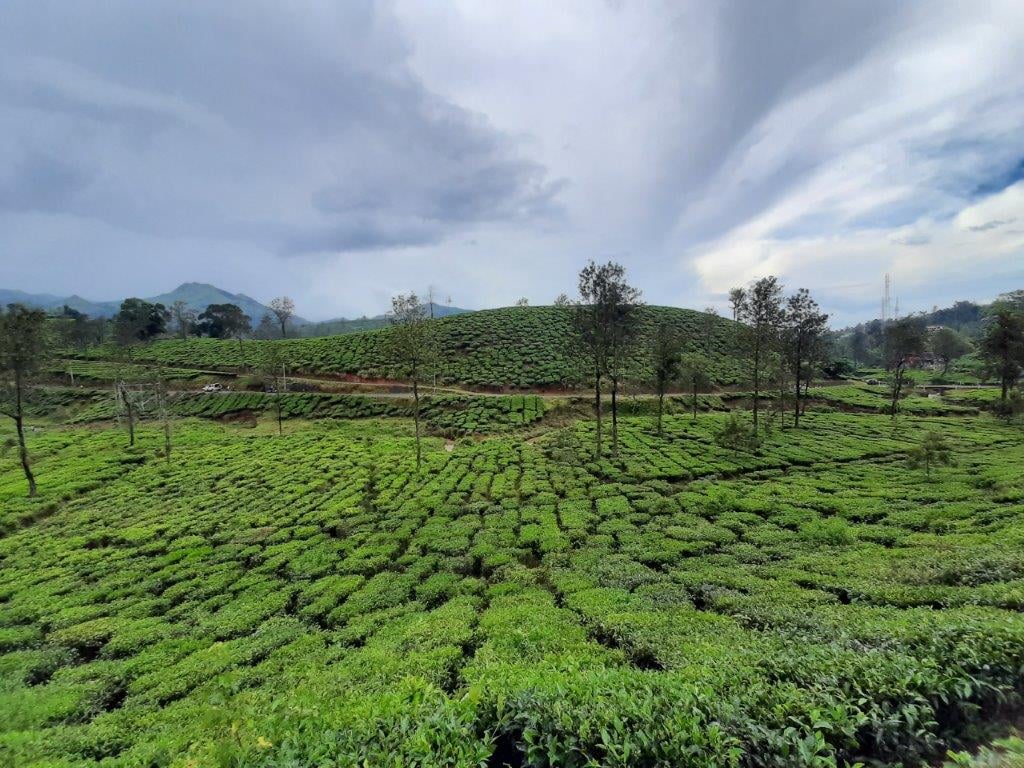 Wayanad Tea Museum 1