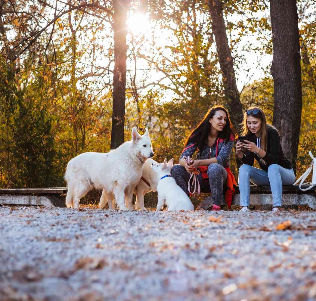 Picnic & Paws 3