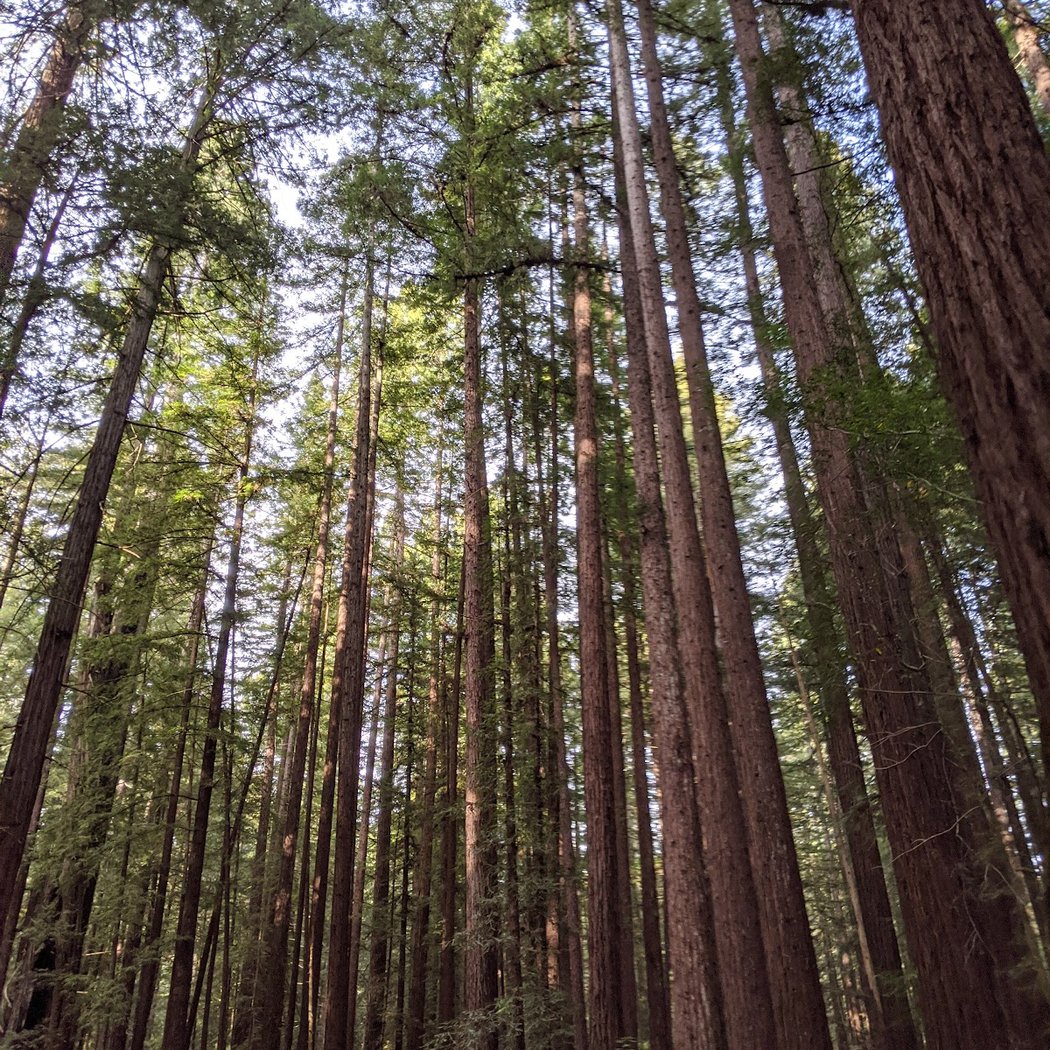 Free guided walks through Armstrong Redwoods 2
