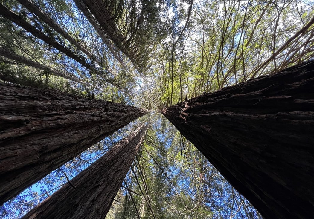 Transamerica Redwood Park 1