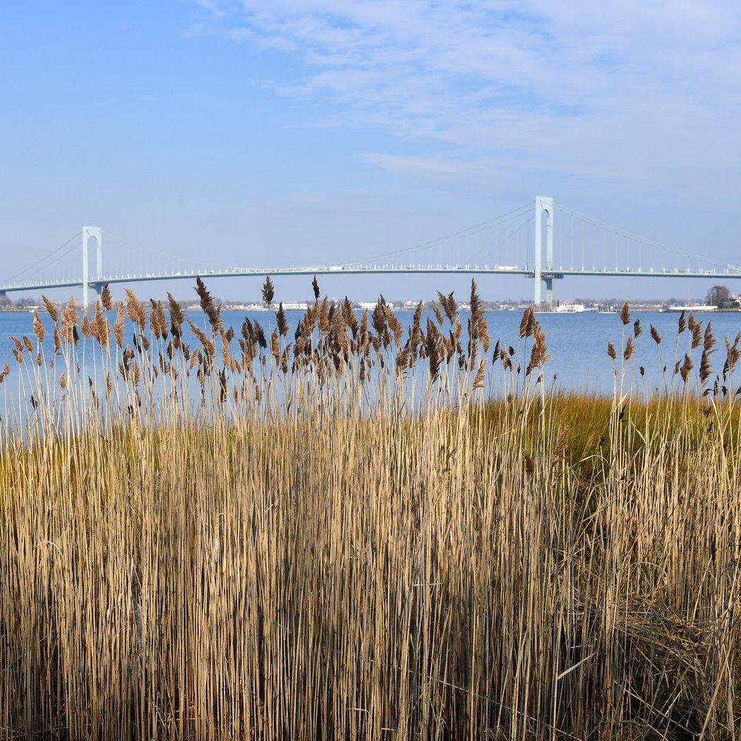 College Point Beach Clean-Up 1
