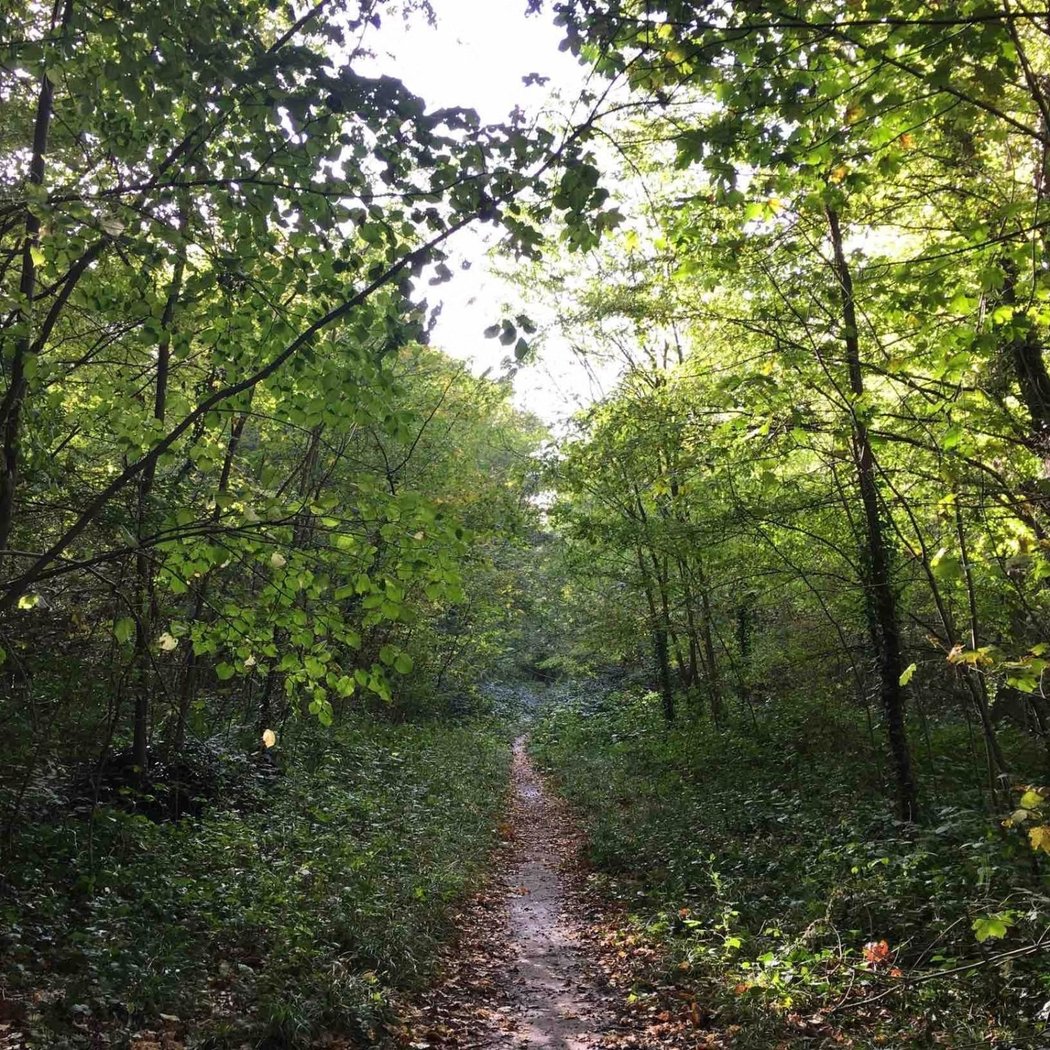 Forêt Domaniale de la Grange 1