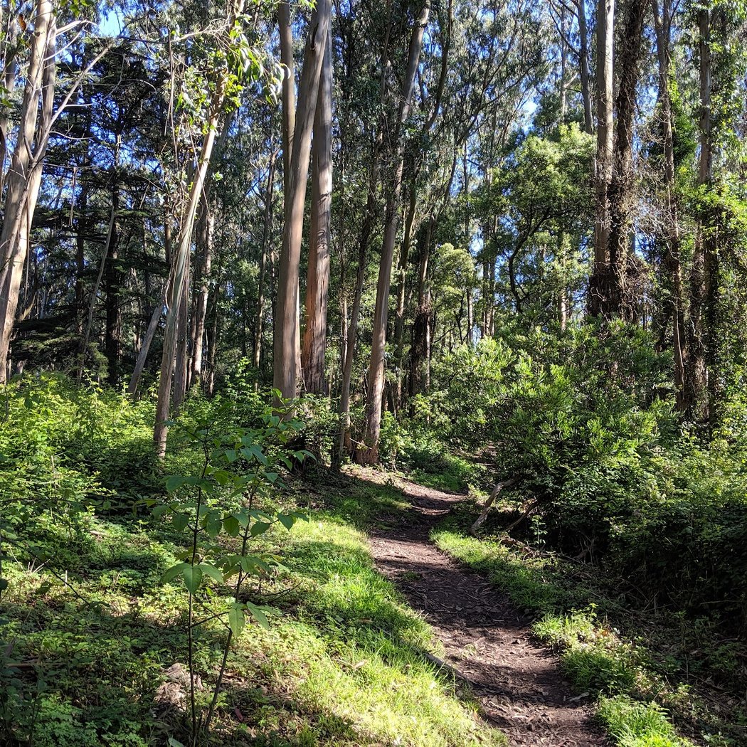 Mount Sutro Open Space Reserve 1