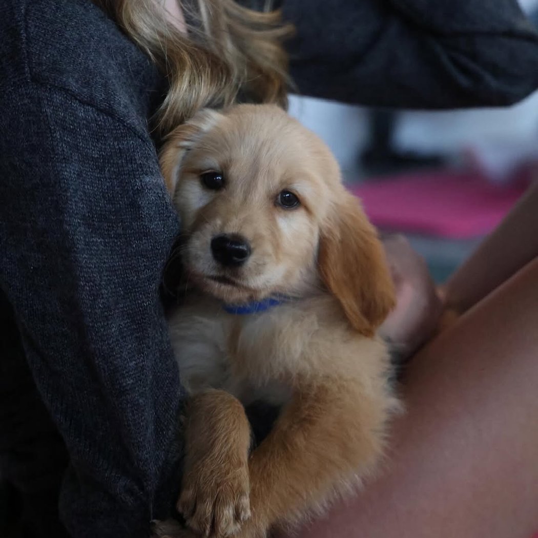 Golden Retriever Puppy Yoga 2
