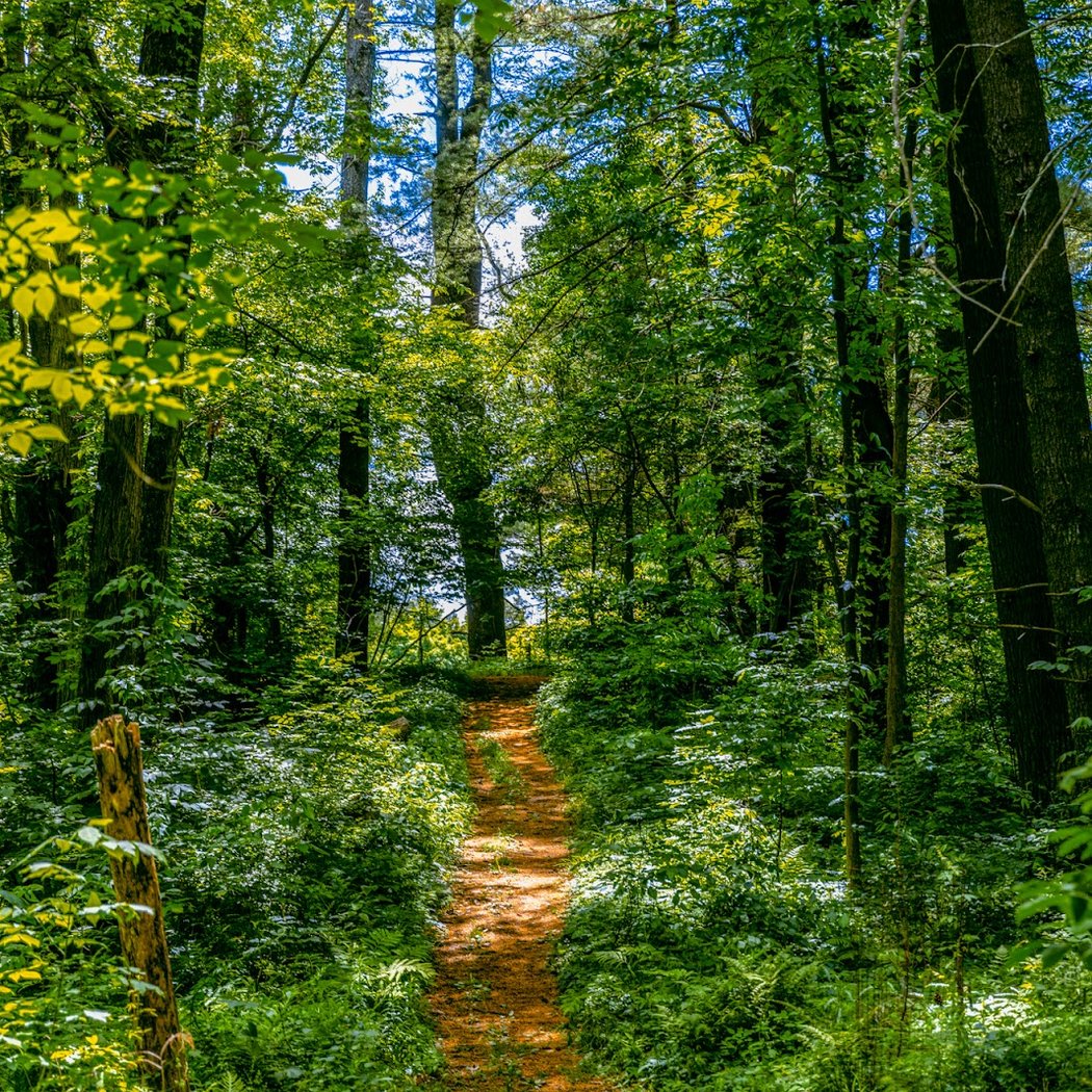 The Pine Hollow Arboretum 2