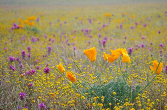 From Crisis to Conservation: Empowering Action for Biodiversity 1