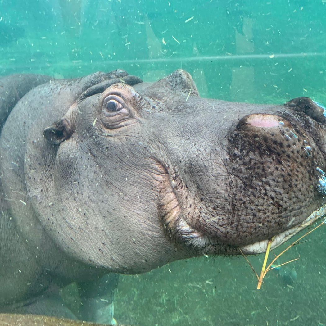 La Réserve des Hippopotames 3
