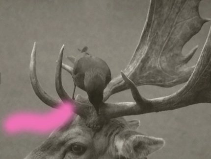 Wenn Tiere sprechen könnten