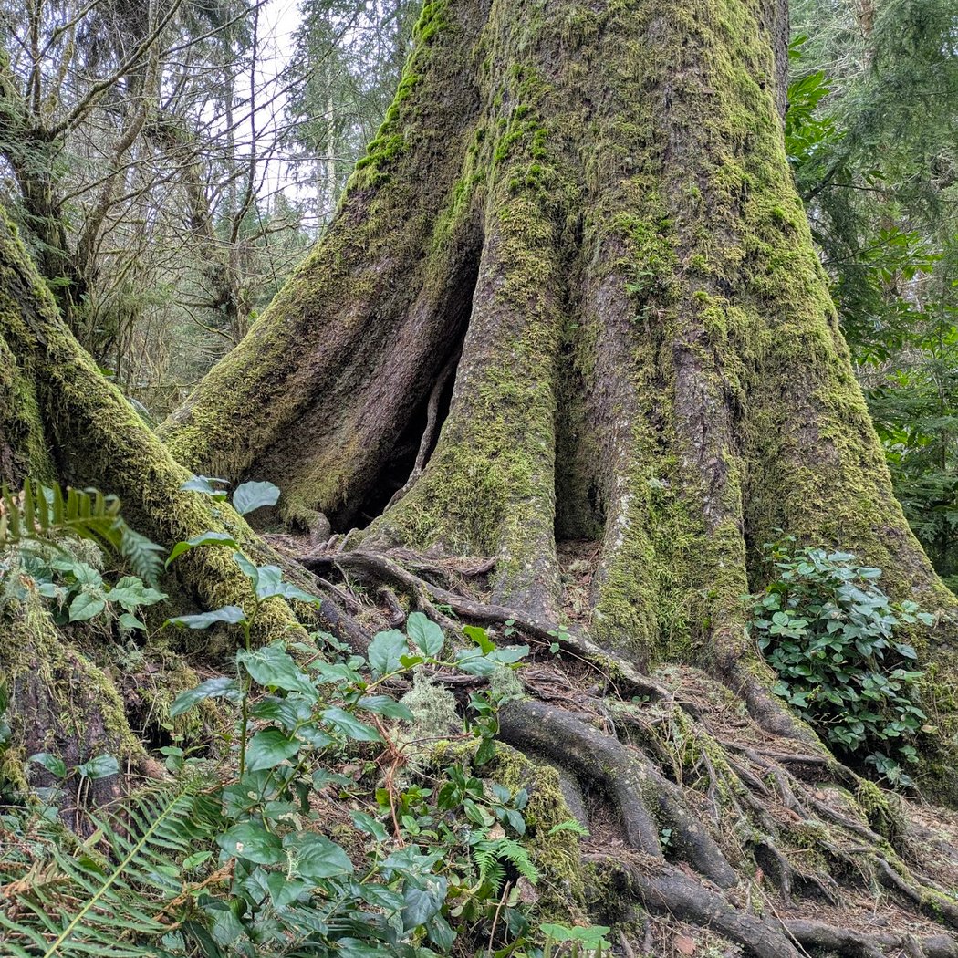 Richard Fenscak Cathedral Tree Trail Trailhead 2