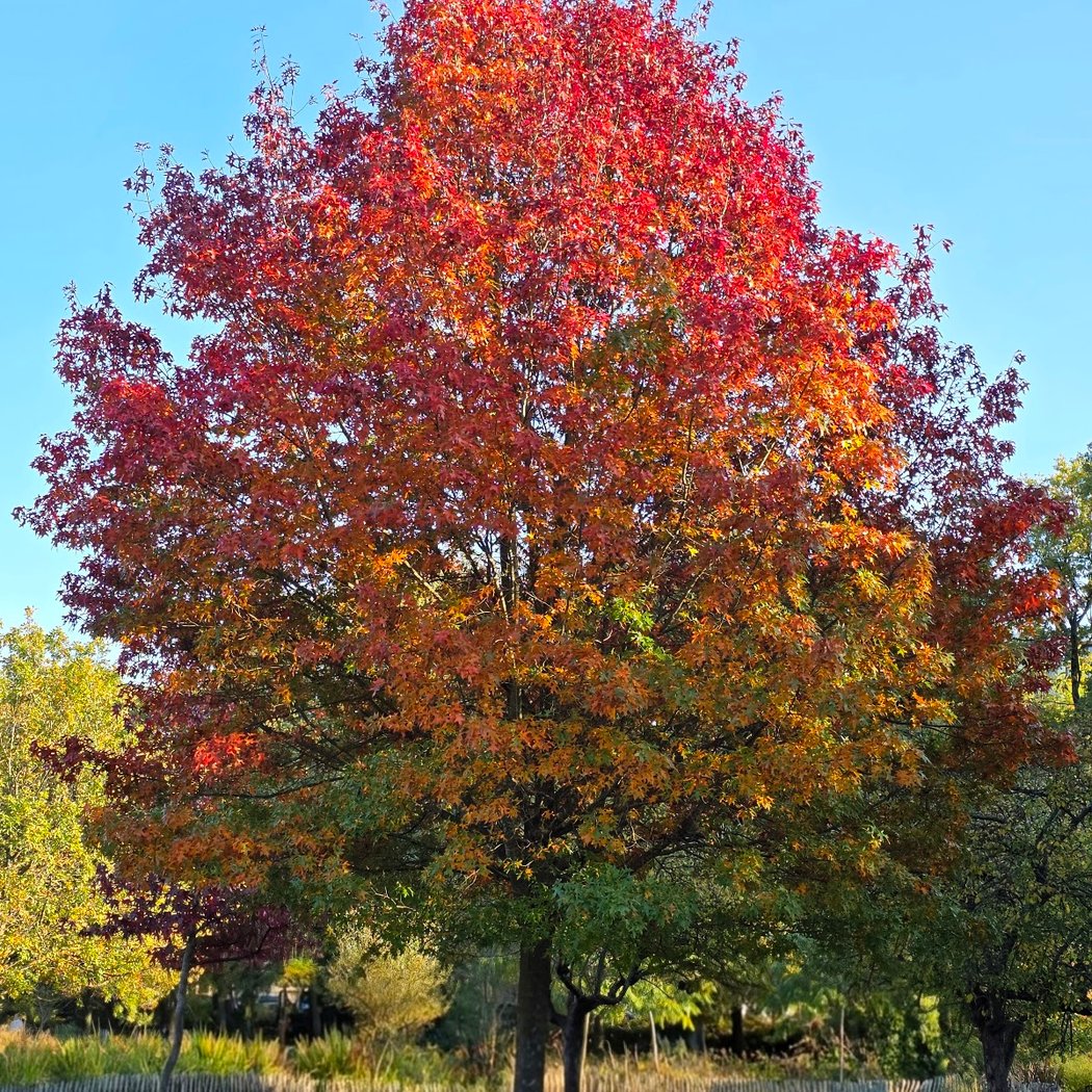 Tronchet Park 1