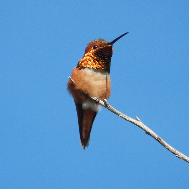 Birding with Bob 2