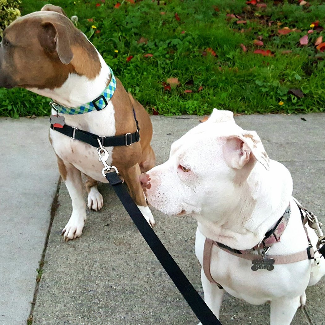 Oakland Pet Care 3