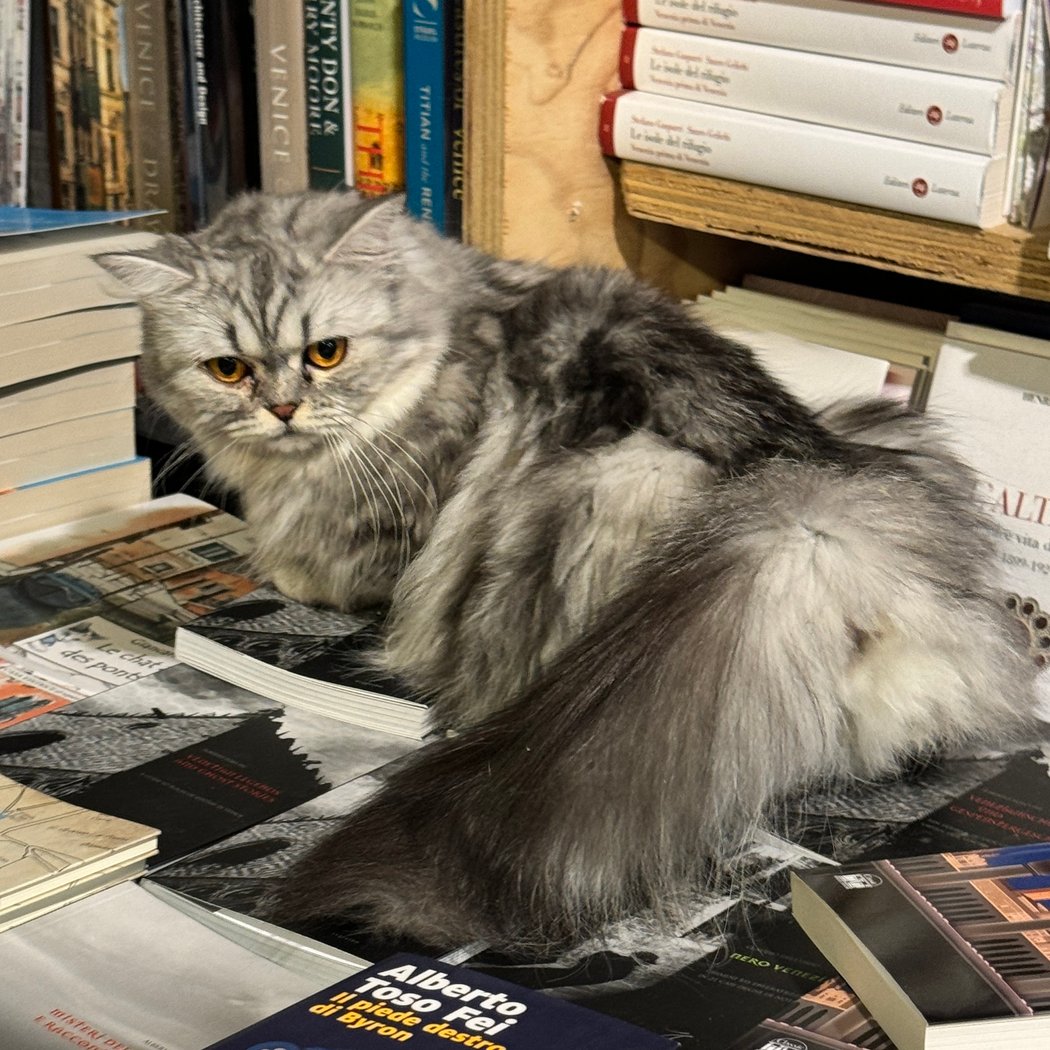 Libreria Acqua Alta 3