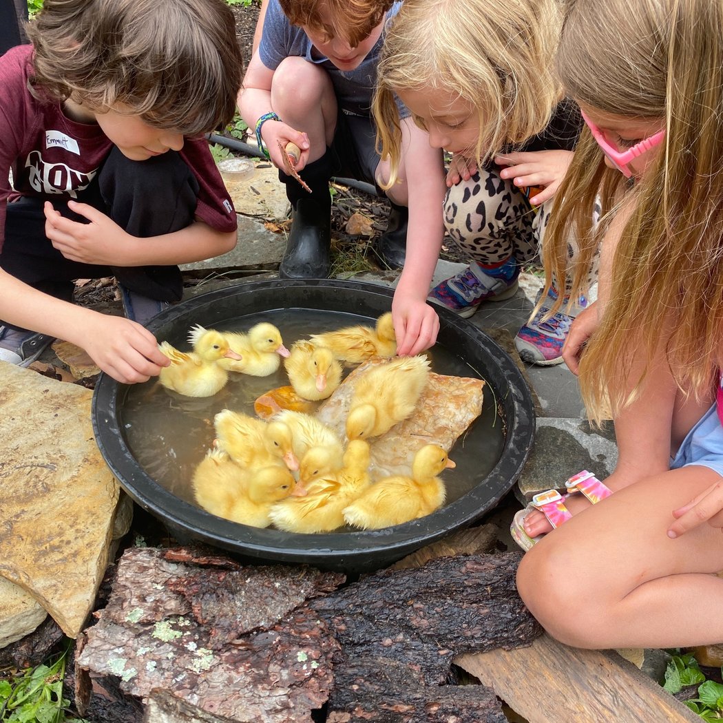 Farm Animals Summer Camp 1