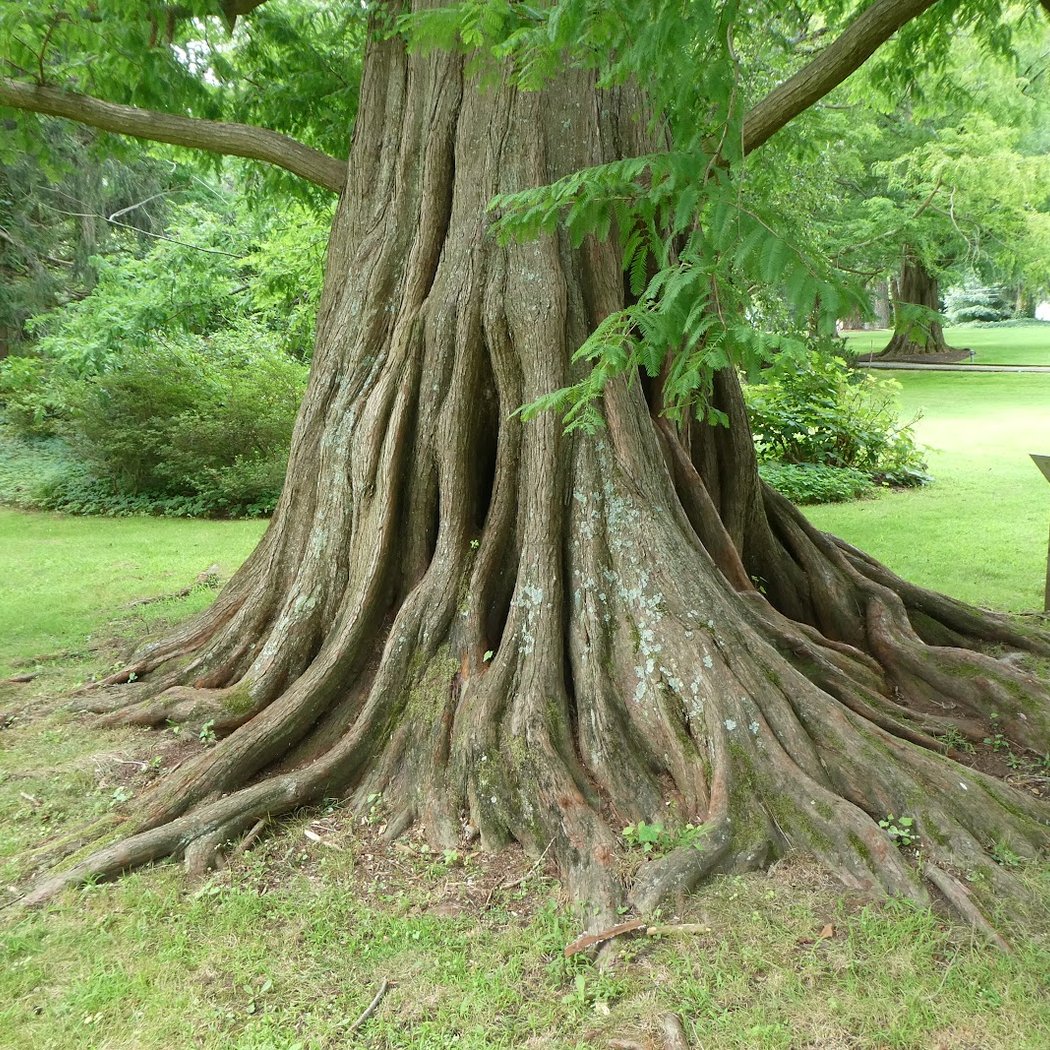 Bailey Arboretum 2