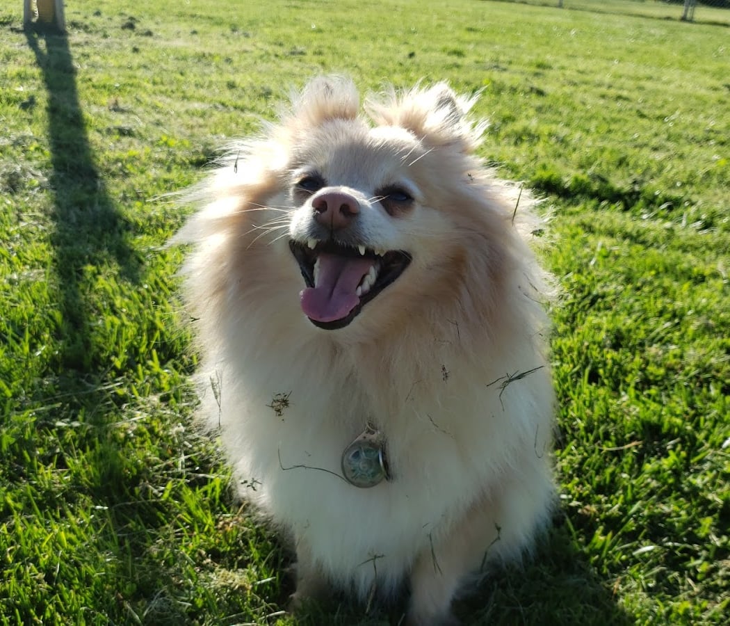 Highlands Ranch Dog Park 1