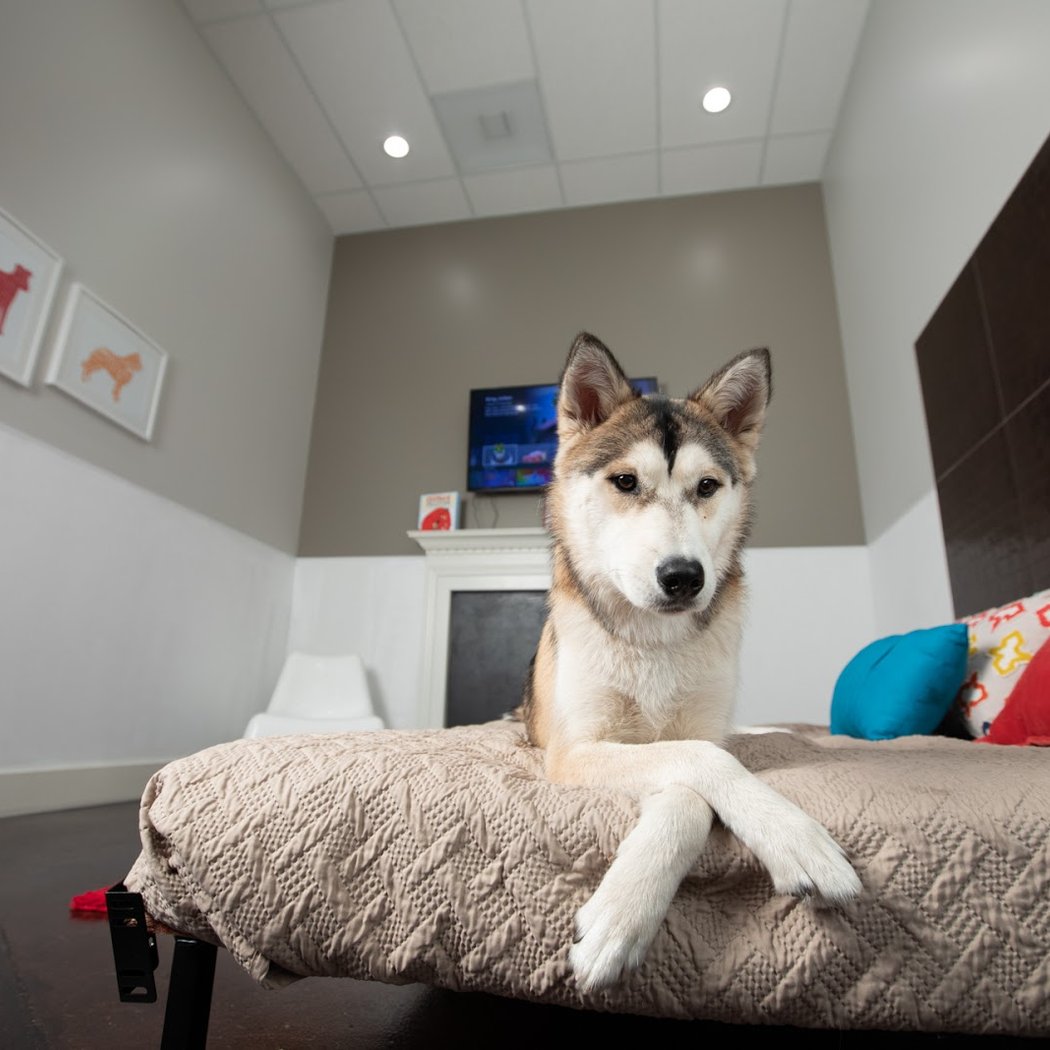 Wag Hotels - Santa Clara 1