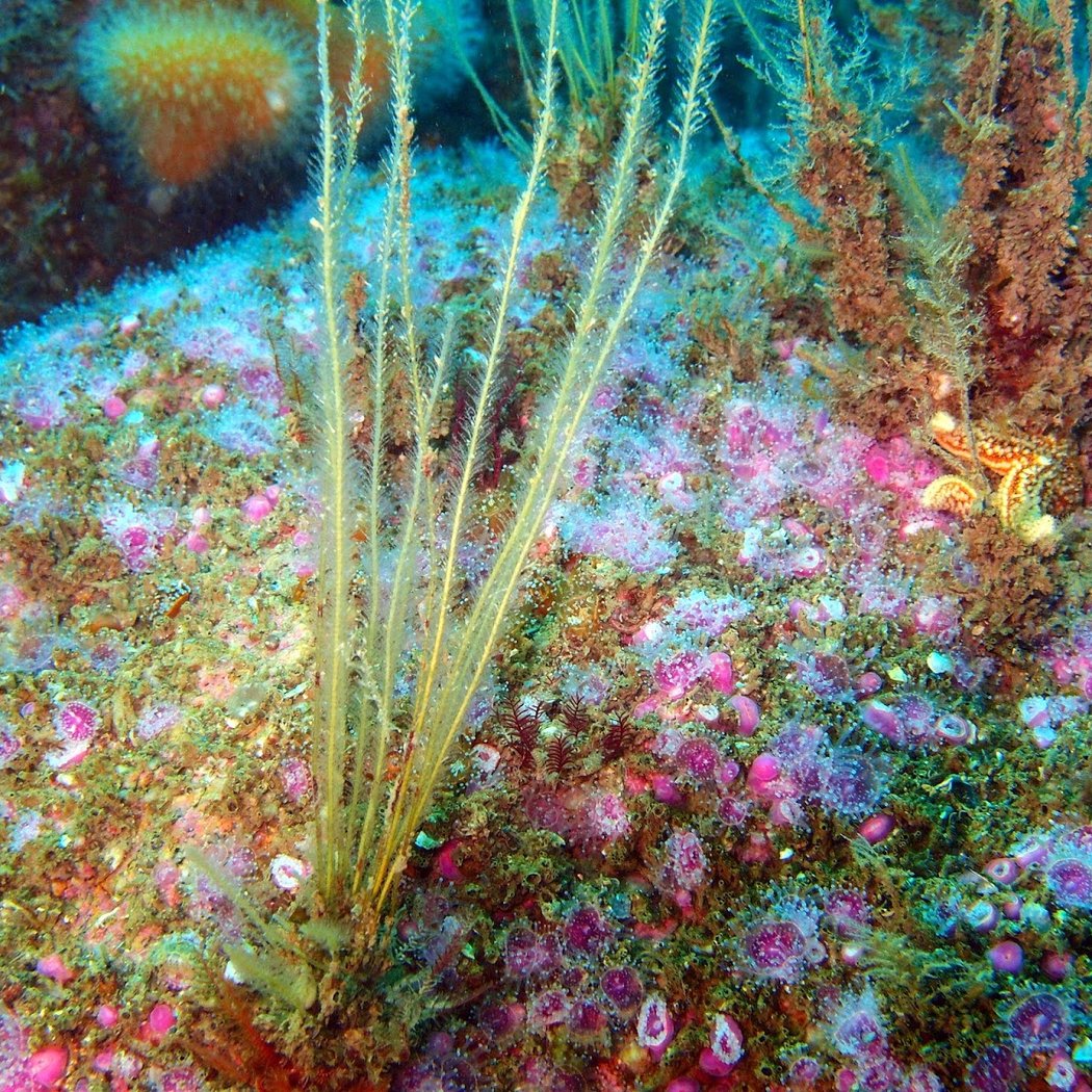 H2JO diving 1