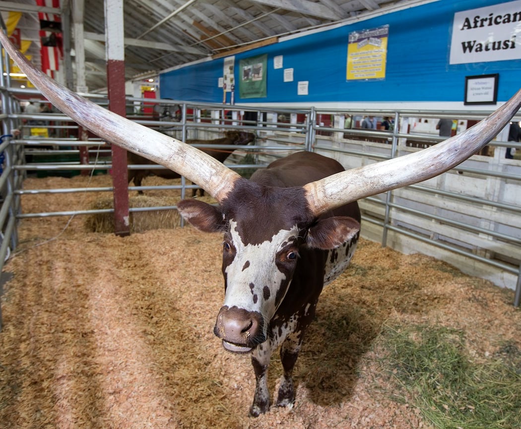 Washington State Fair 1
