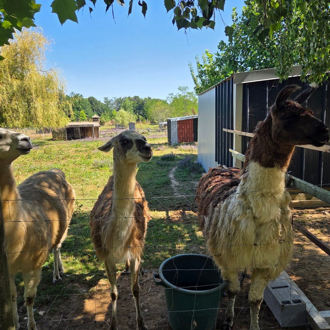 La petite ferme de Pouillon 2