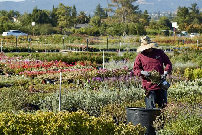 Devil Mountain Wholesale Nursery - San Ramon 1