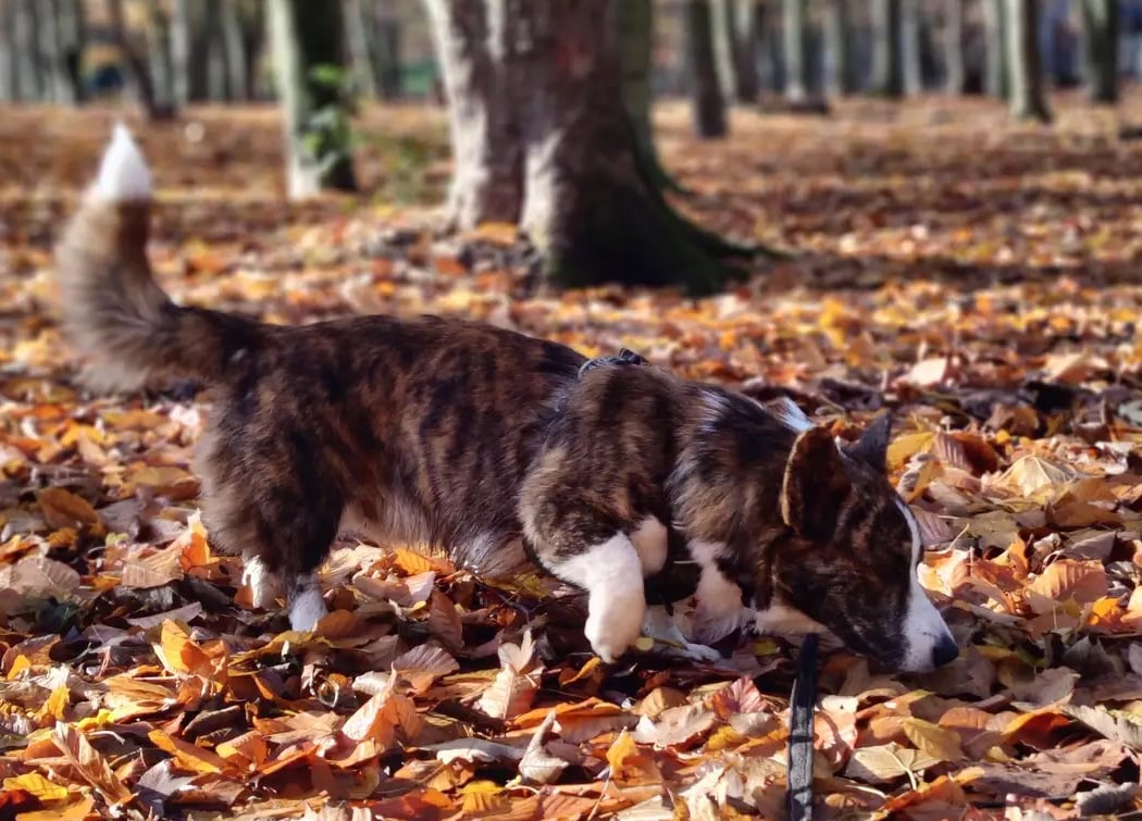 Pattatruffe - Promenade et éducation canine bienveillante 1