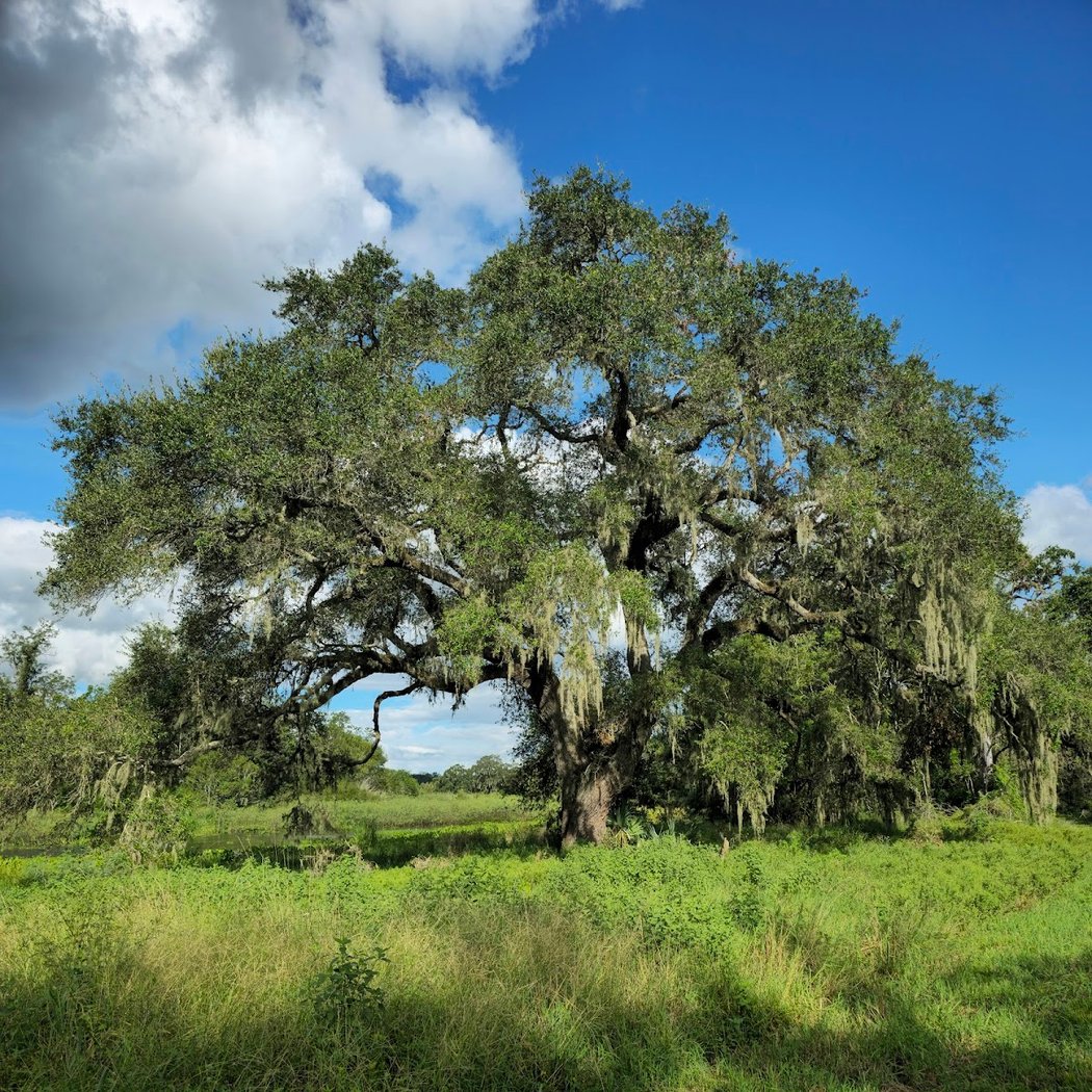 Brazos Bend State Park 4