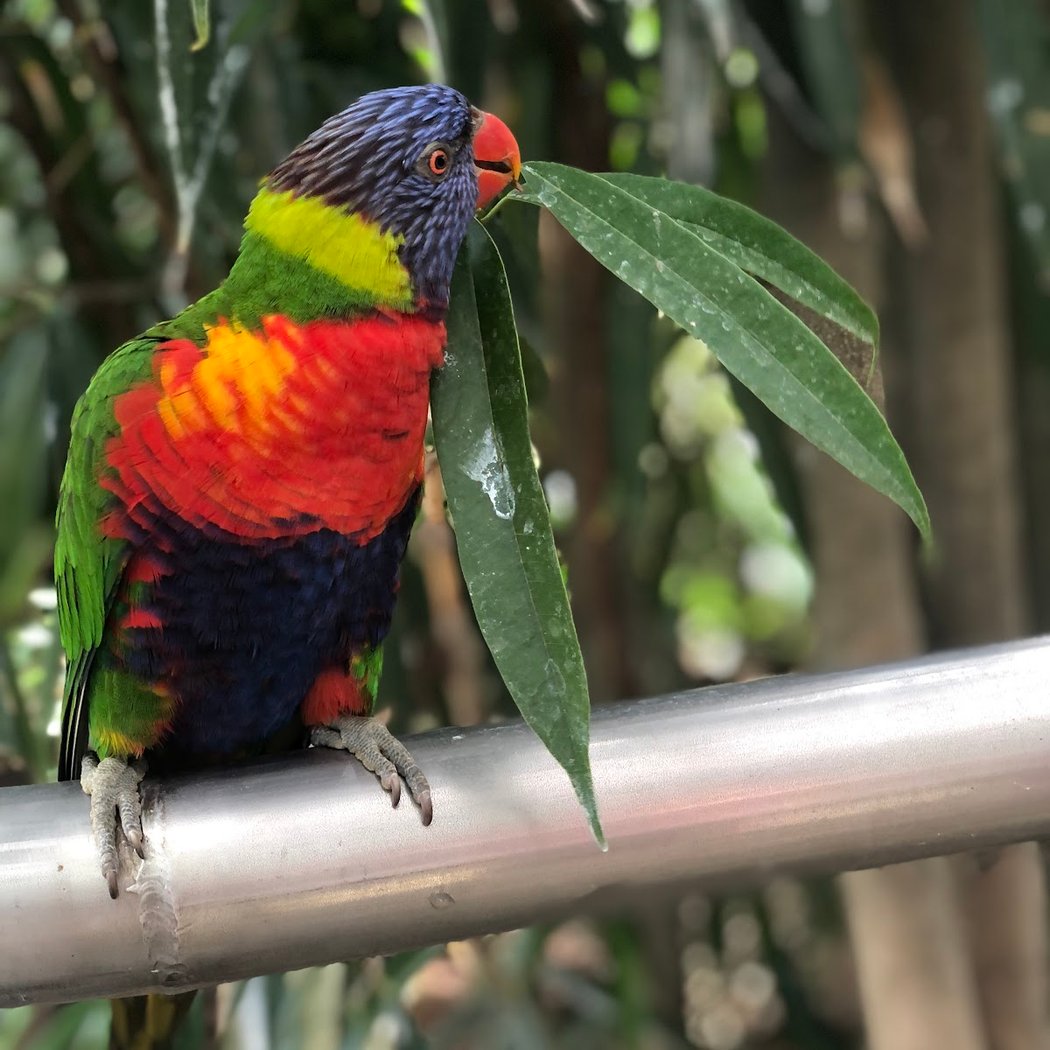 Touroparc Zoo 1