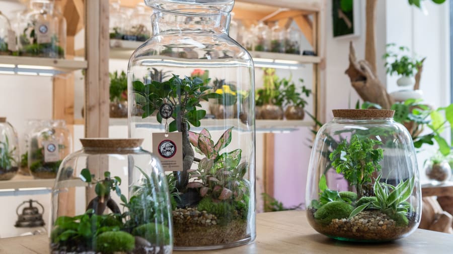 B.GREEN - Artisan Terrarium 1