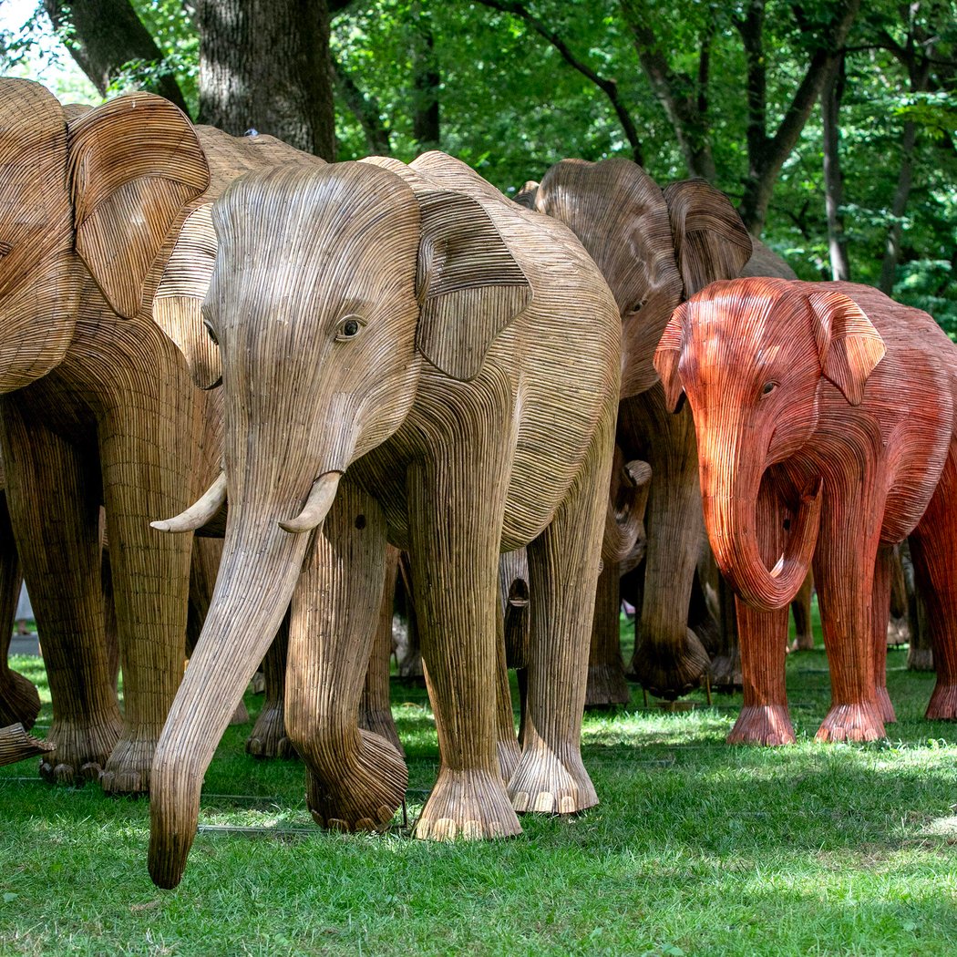 The Great Elephant Migration 1