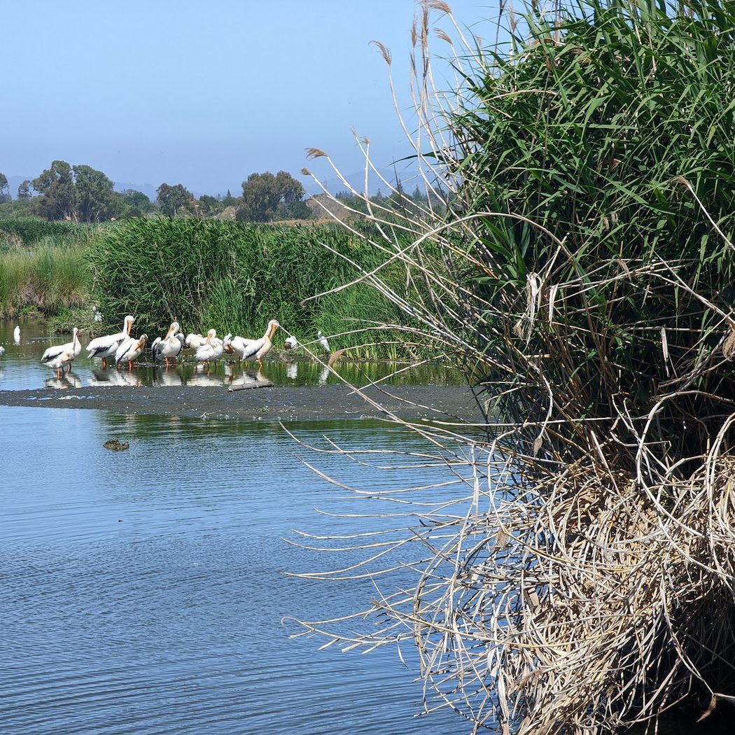 Santa Clara Valley Bird Alliance Event 3