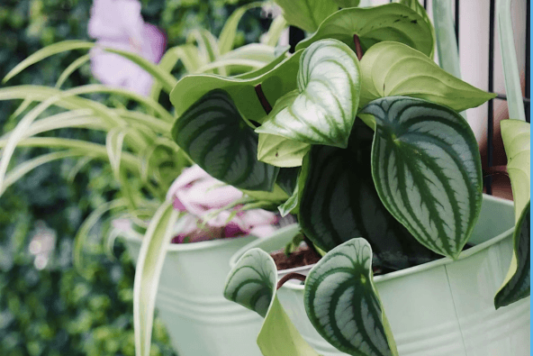 Pints & Plants: Roots On Tap 1