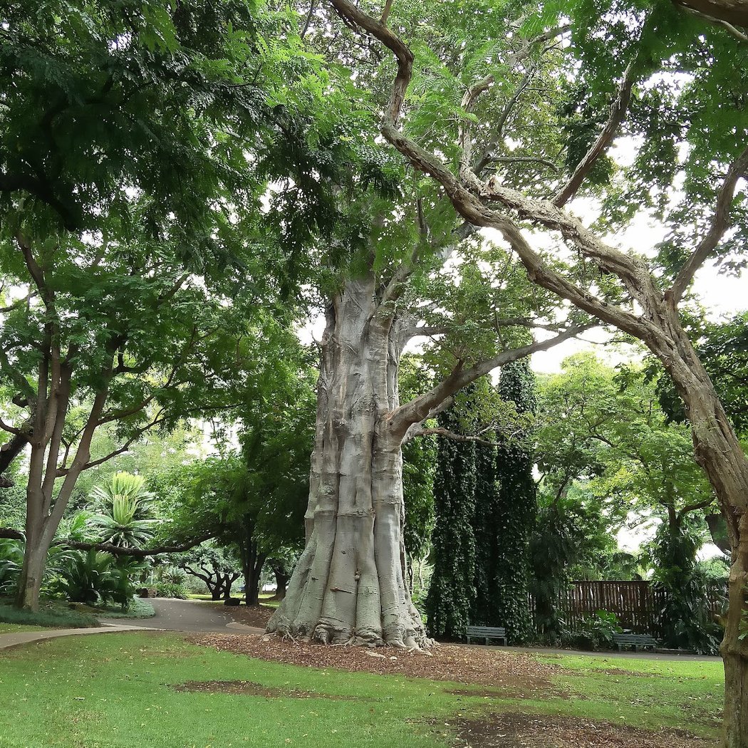Foster Botanical Garden 3