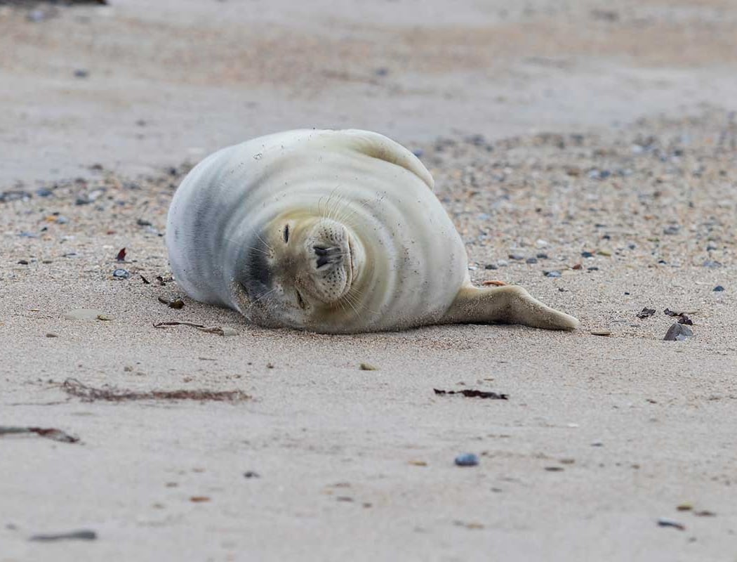Seal Haul Trail 1