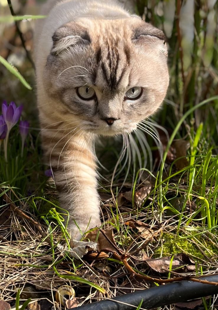 Chatterie de la Reine 2