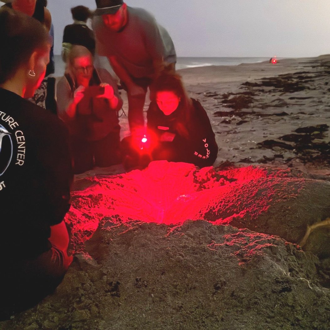 Guided Turtle Walks 1