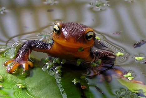 Discovery Station: Newts 1