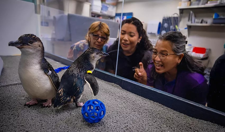 Behind-the-Scenes: Penguin