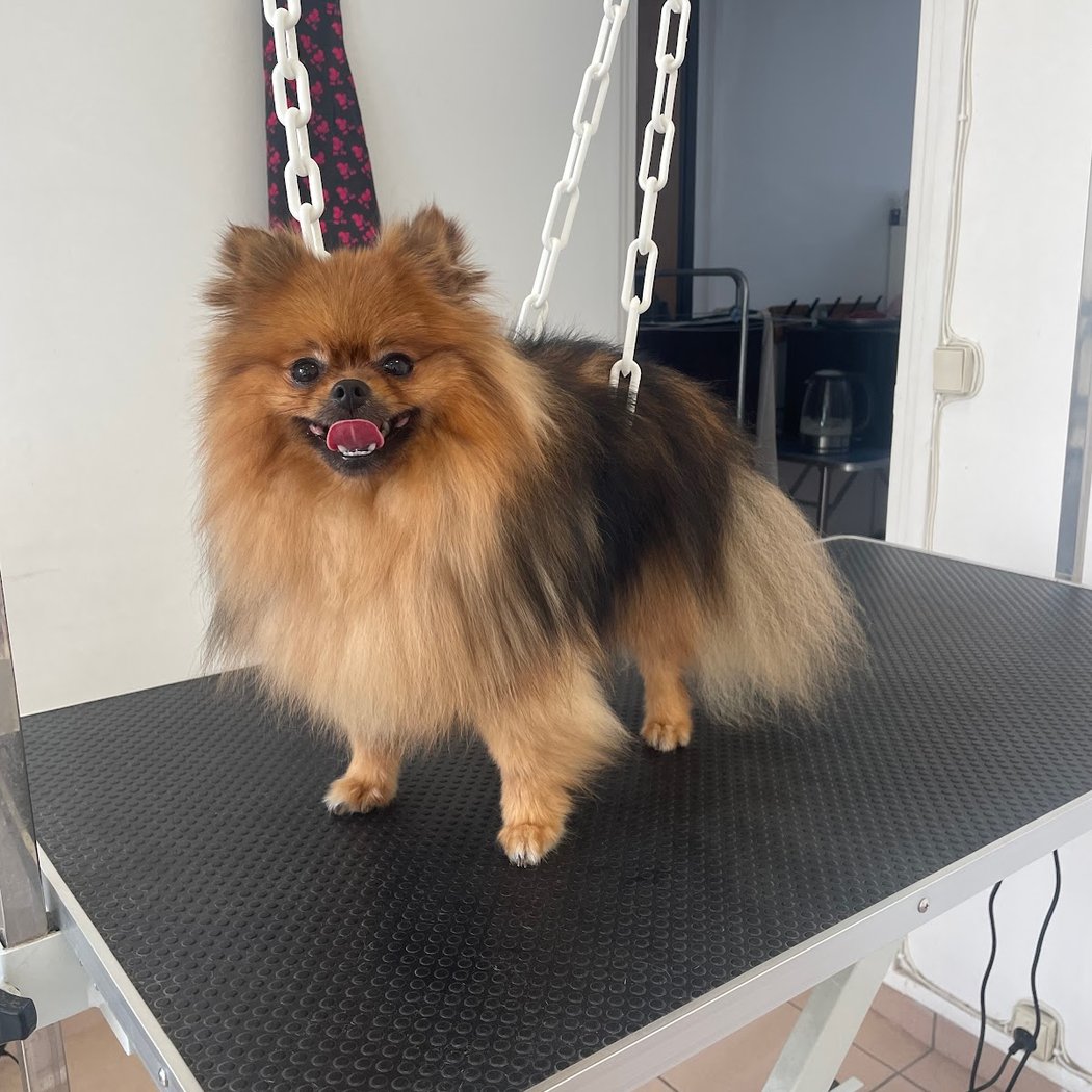 Salon de toilettage (rêves de chiens) Courbevoie Courbevoie 1