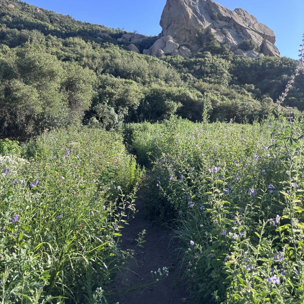 Wildflower Hike 2