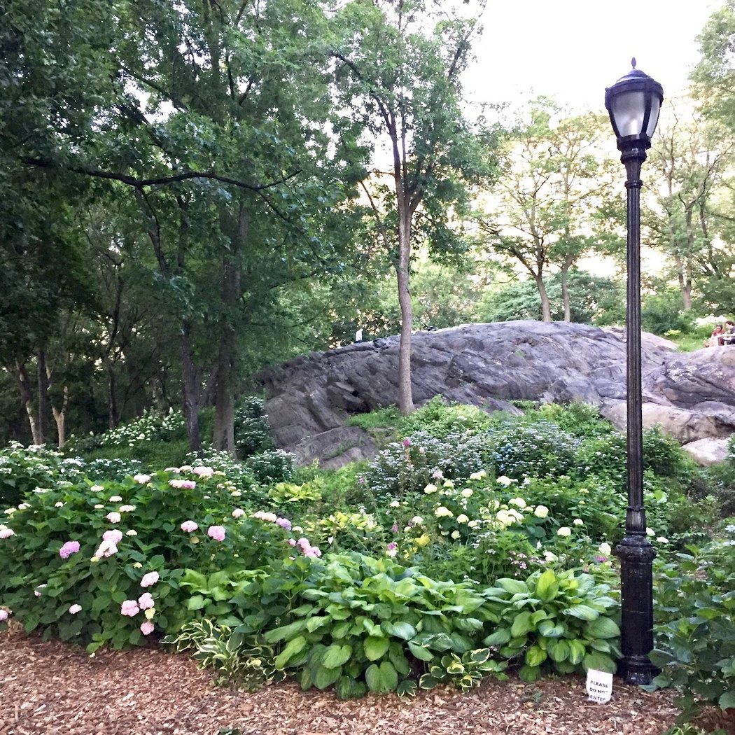 Forest Bathing 3