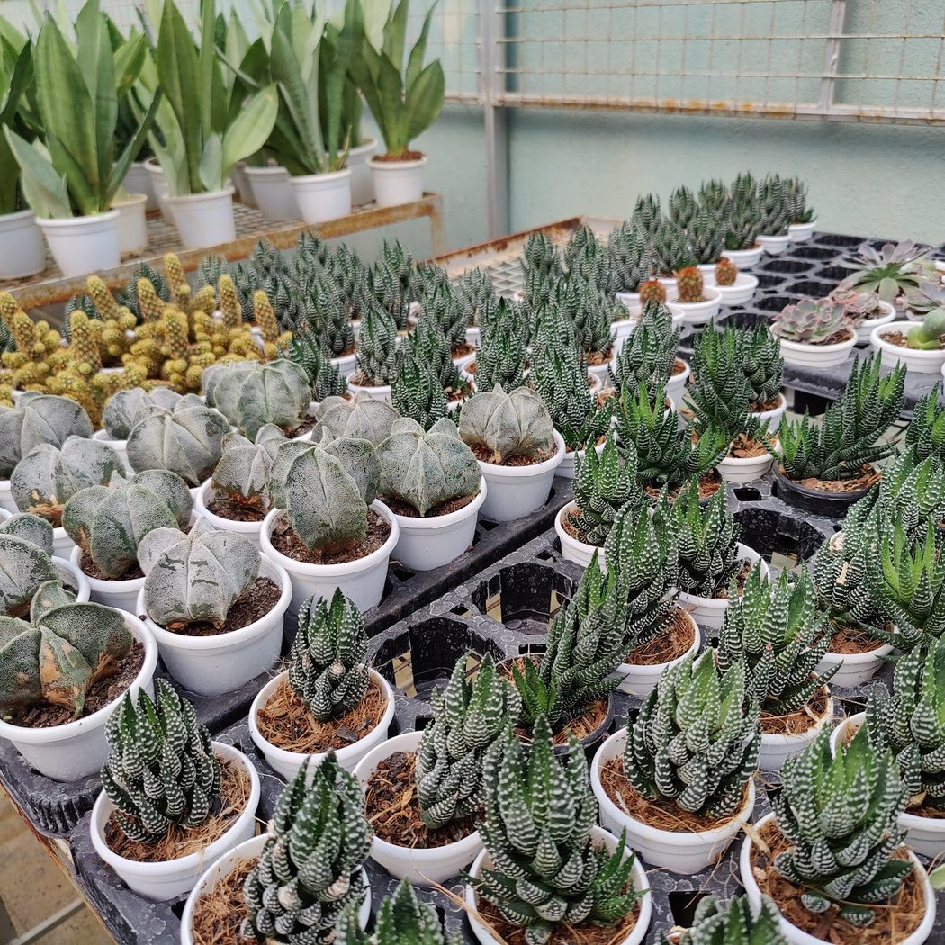 Krishnendra Nursery 1
