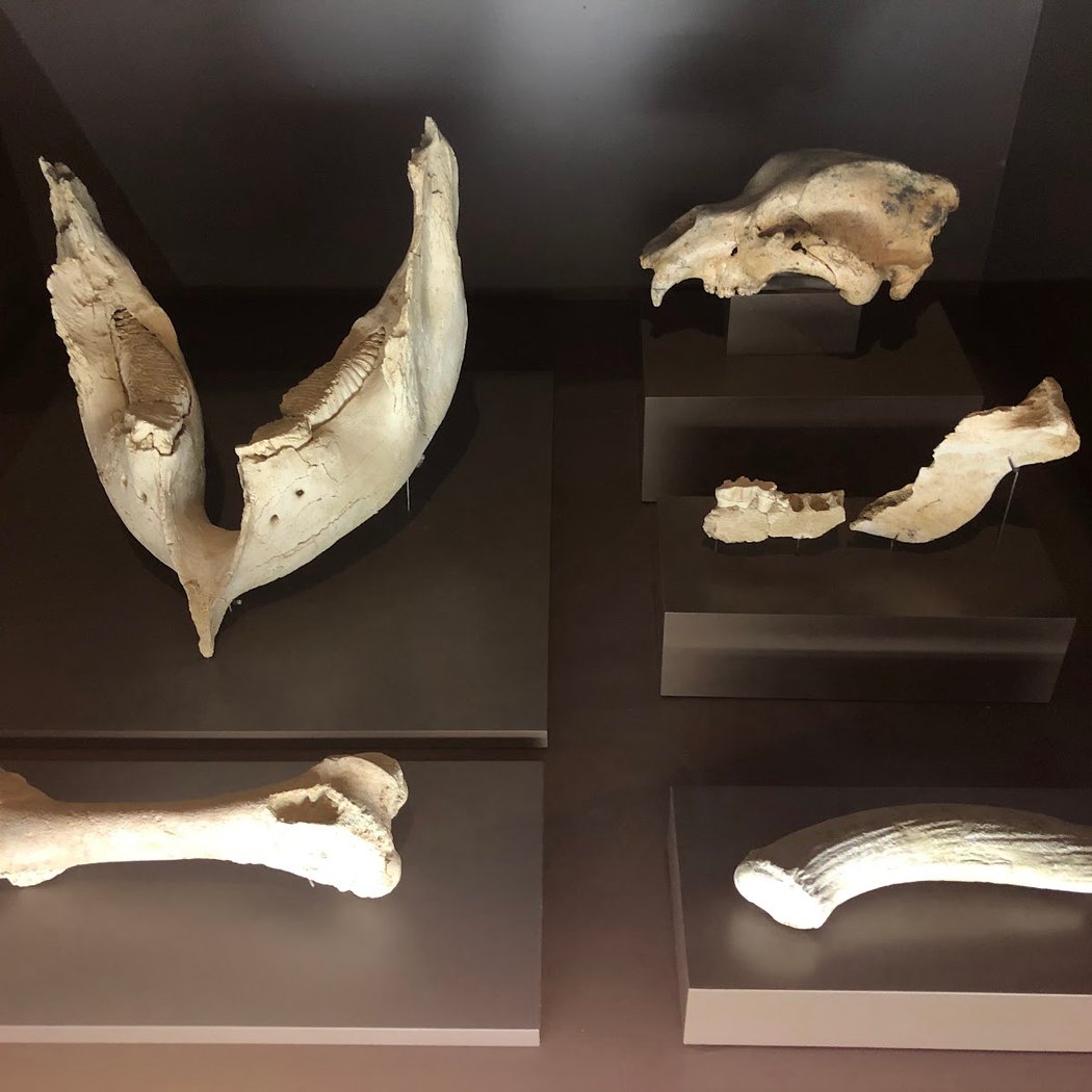Exposición "Dientes de sable" 2
