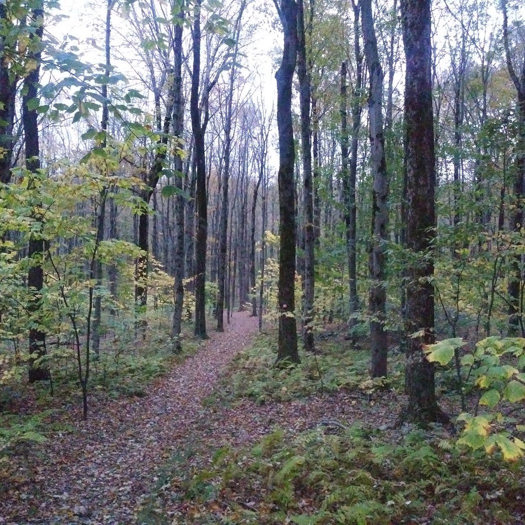 Harvey Mountain State Forest 2