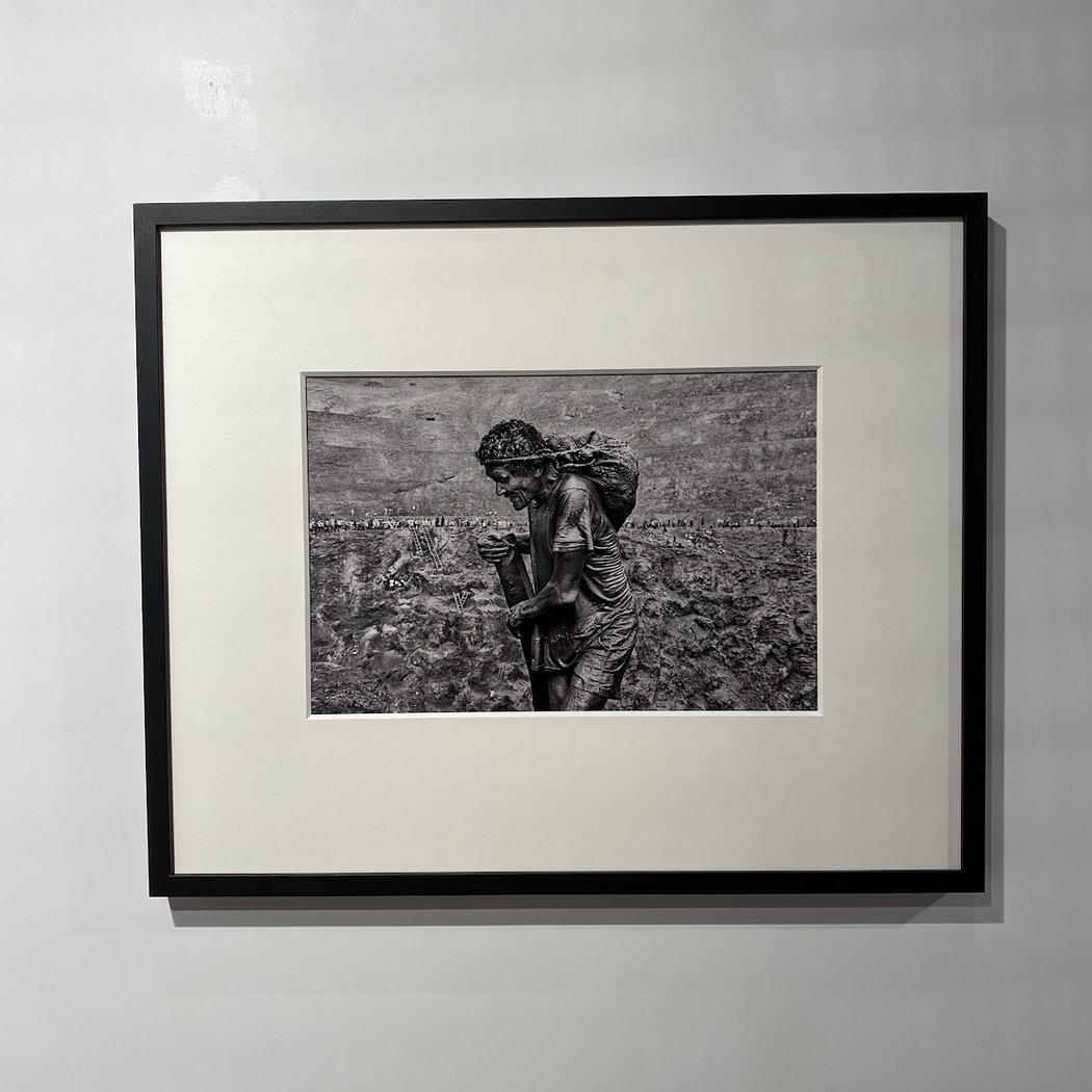 Exposition « Palm » de Matt Henry 3