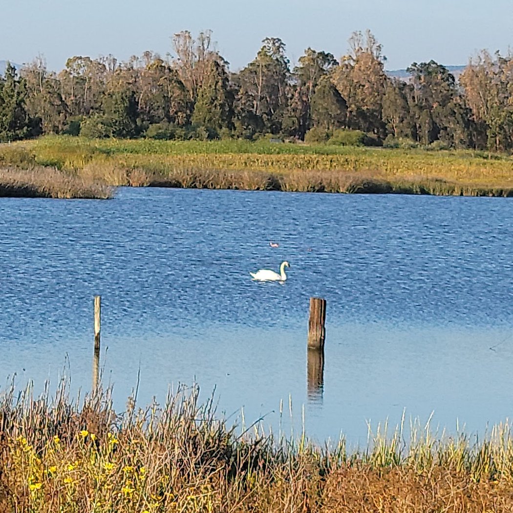 Wetlands Invasive Plant Removal Volunteer Day 2