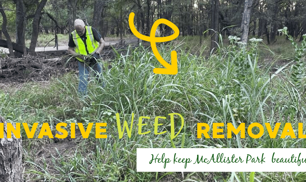 July Johnson Grass Removal at McAllister Park