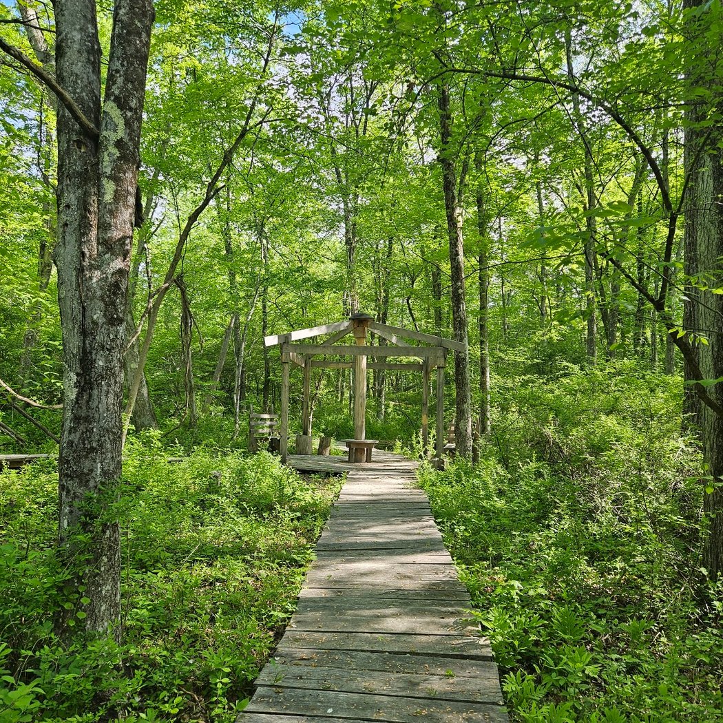 A Summer Solstice Forest Bathing Retreat 1
