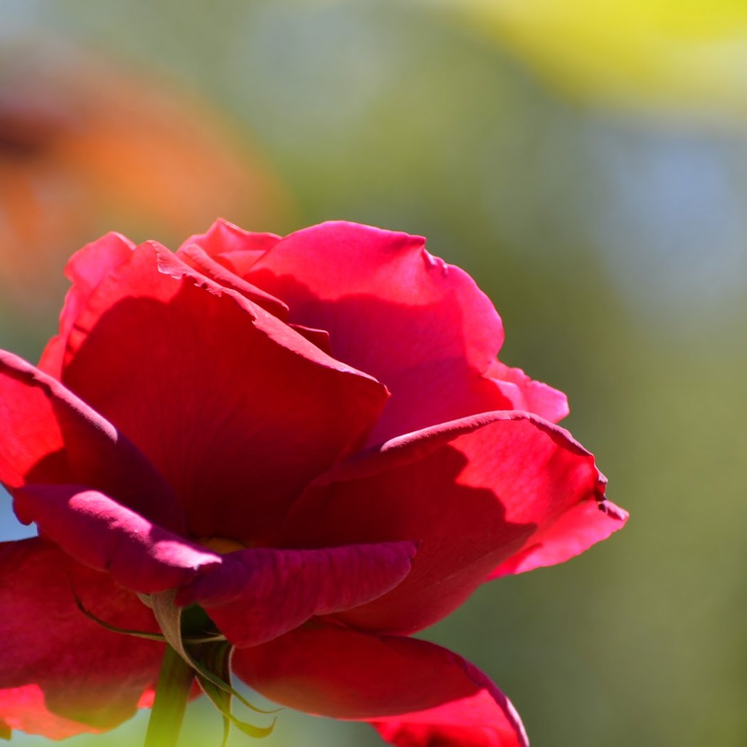 Rose Garden Tennis Courts 1