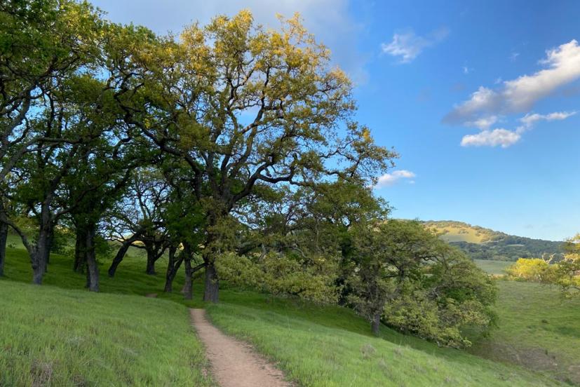 Dwarf Oak Trail Trailhead (Mount Burdell) 1